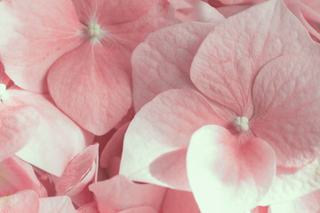 pink hydrangea macro. background with pink hydrangea macro. floral background with pink flowers.