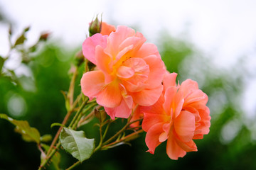 Beautiful colorful flowers growing in the park