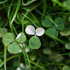 Albino Kleeblatt klee clover shamrock grün green weiss white selten Irland Ireland rare Garten...