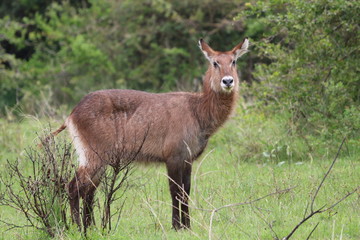 Waterbuck