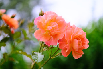 Beautiful colorful flowers growing in the park
