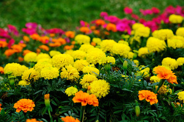 Beautiful colorful flowers growing in the park