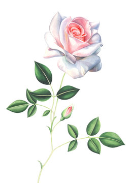 Watercolor light pink rose with leaves and bud isolated on white background.