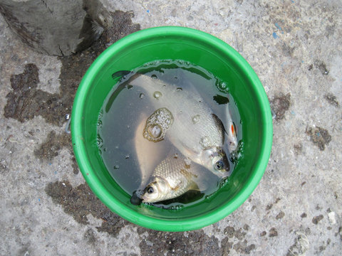 Live Fish In A Bucket.