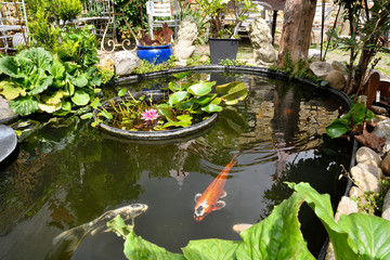 kois im gartenteich