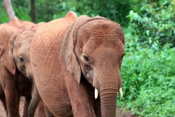 Fototapeta na wymiar Baby Elephants in Forest