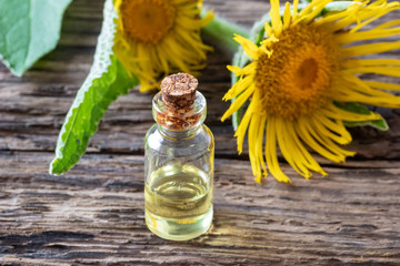 A bottle of elecampane essential oil and fresh plant