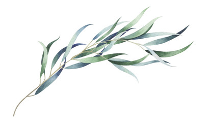 Eucalyptus branch isolated on white. Watercolor hand drawn illustration.
