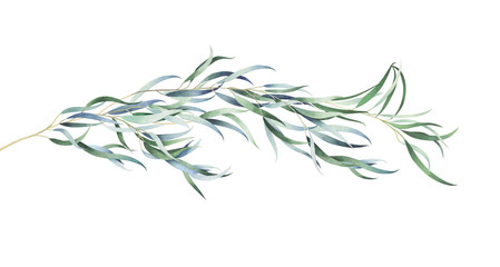 Eucalyptus branch isolated on white. Watercolor hand drawn illustration.