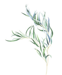 Eucalyptus branch isolated on white. Watercolor hand drawn illustration. - obrazy, fototapety, plakaty