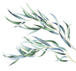 Eucalyptus branches isolated on white. Watercolor hand drawn illustration.