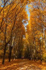 Fototapeta premium Alley of autumn trees. Yellow, vertical