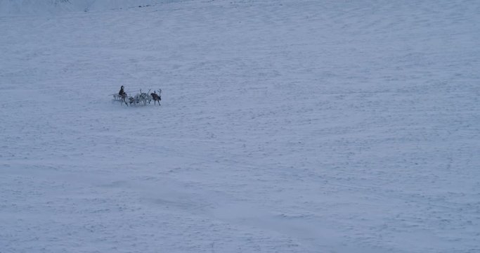 Reindeers fast running through tundra in the middle of Arctic and man are on a sleigh wearing a fur. slow motions