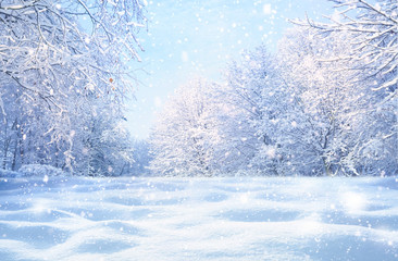 Winter Christmas idyllic landscape. White trees in forest covered with snow, snowdrifts and snowfall against blue sky in sunny day on nature outdoors,  blue tones.