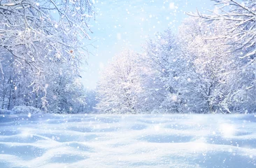 Foto op Plexiglas Winter kerst idyllisch landschap. Witte bomen in bos bedekt met sneeuw, sneeuwlaag en sneeuwval tegen blauwe lucht in zonnige dag op natuur buitenshuis, blauwe tinten. © Laura Pashkevich