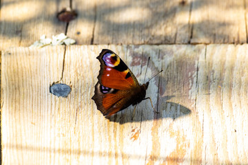 Fototapeta na wymiar Butterfly on wooden board