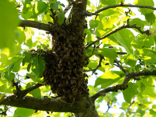 Close-up of cluster of honeybees in branch of a tree