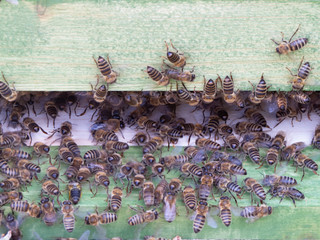 Close-up of entrance to beehive with cluster of bees coming and going