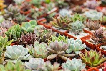 Close of manny succelents and cactuses on the market table