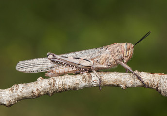 Anacridium aegyptium Egyptian locust large grasshopper just after emerging at its last stage of development with still pale colors waiting to harden its cuticle