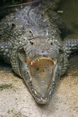 Fototapeta premium COZUMEL, Mexico: closeup of crocodile with open mouth
