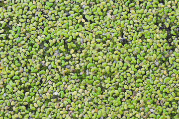 Green duckweed on the water. Close-up. Texture. Growing macroalgae - duckweed, family Lemna for feeding birds and fish. Ecobusiness.