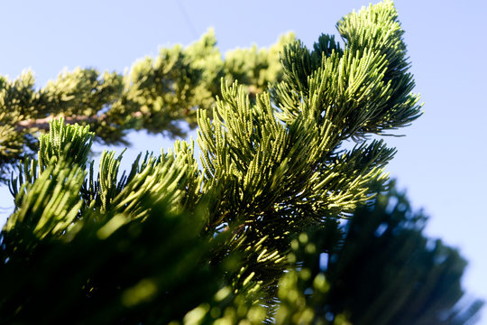 Natureza Verde