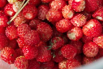 Ripe red berries of wild strawberry close-up. Close up of wild strawberries