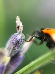 beetle on flower