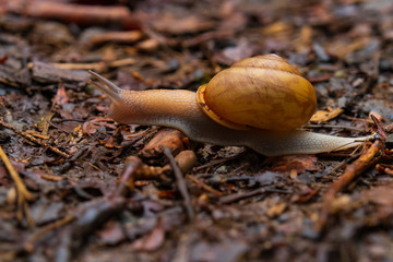 Snail on the forest floor