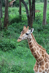 Rothschild's Giraffe in Forest - Head