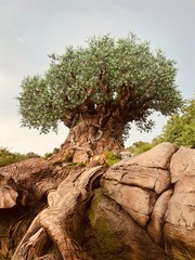 tree in the desert