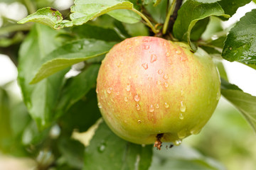 an apple ripens on a branch