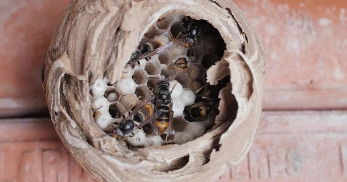 Activit&eacute; a l&rsquo;int&eacute;rieur d'un nid de frelons 