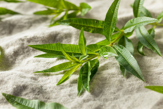 Green Organic Fresh Lemon Verbena