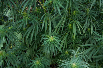 Drug of plant origin - hemp view from above.