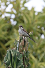 Africa Bird on Cactus