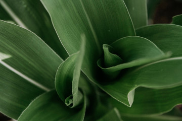 Green leaves of corn closeup top view