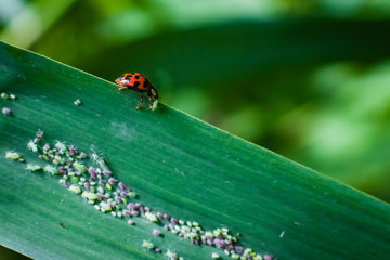 Eating ladybird, ladybug sits on a leaf