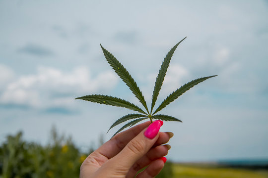 Sprig of hemp closeup in female hands against the blue sky.
