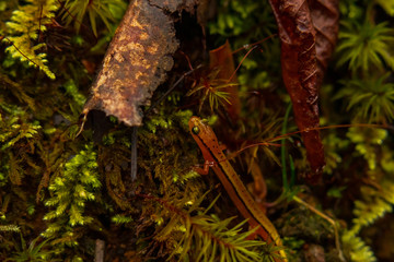 Orange reddish salamander close-up