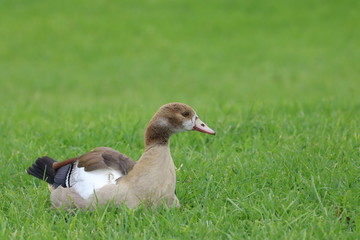African Duck in Grass