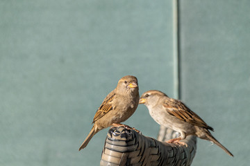 House sparrow (Passer domesticus) perched on a garden wicker chair in Agadir, Morocco