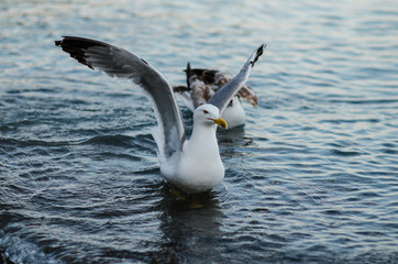 A seagull has spread the wings swimming in the water