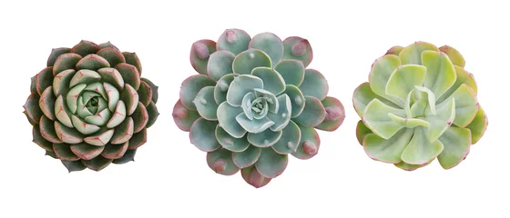 Printed kitchen splashbacks Cactus Top view of small potted cactus succulent plants, set of three various types of Echeveria succulents including Raindrops Echeveria (center) isolated on white background with clipping path.