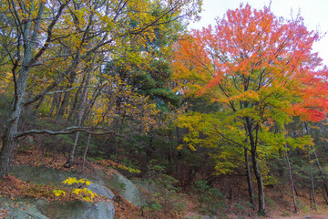 Autumns landscape scenery taken at Bear Mountain Park, New York