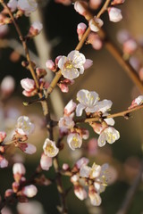 flowers of cherry
