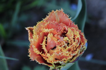 flower in garden