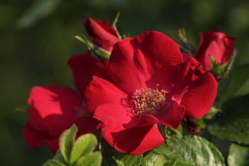 red rose in the garden