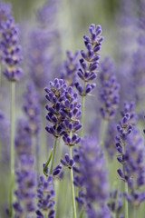 lavender in field